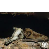 گونه خفاش جنگلی بزرگ Giant Noctule 